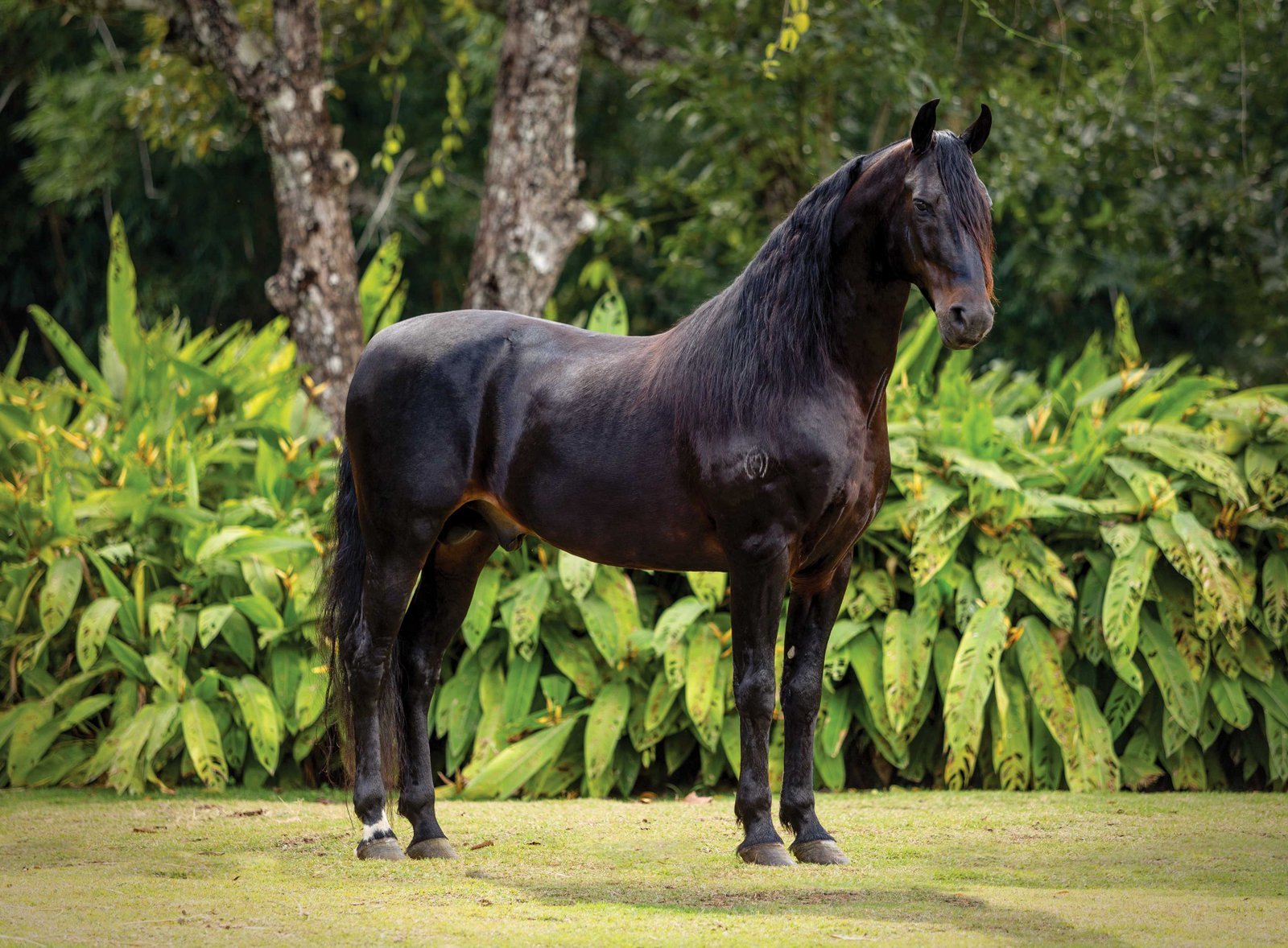 Haras Alter — criação Mangalarga Marchador