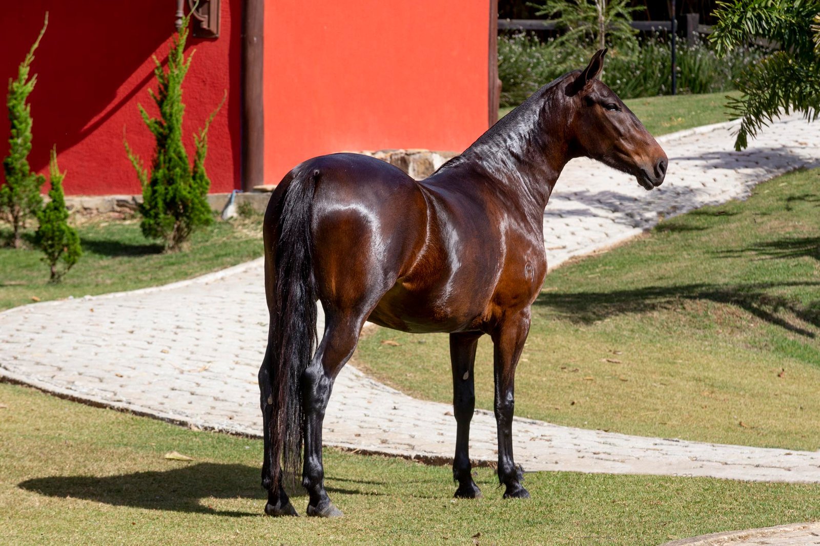 ALIANÇA ALTER