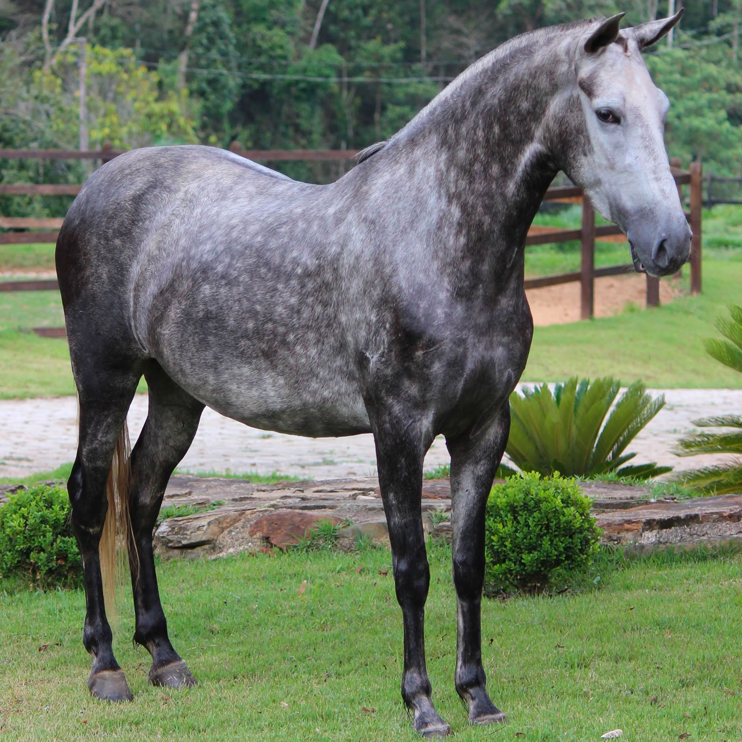 ASSUNCENA HARAS RUFATO